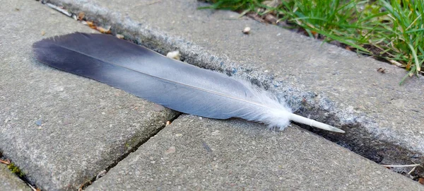 single feather on the ground