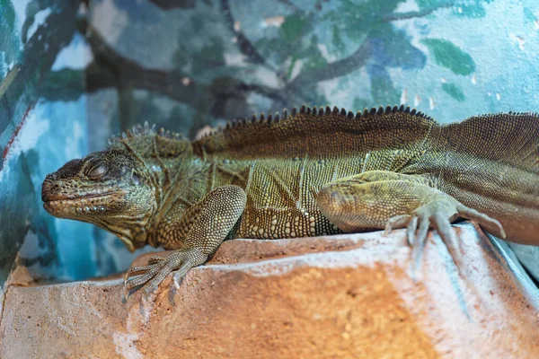 Hayvanat Bahçesindeki Bir Kayanın Üzerindeki Bir Iguana Nın Yakın Plan — Stok fotoğraf