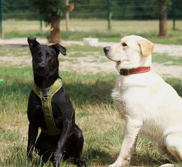 2 funny dogs watching a flying croquette and ready to eat in a dog park in France near Lyon