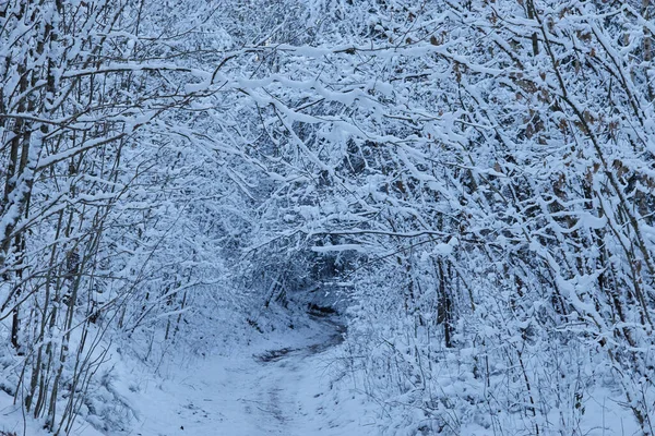 Uma Paisagem Natural Inverno Com Árvores Cobertas Neve Passarelas — Fotografia de Stock