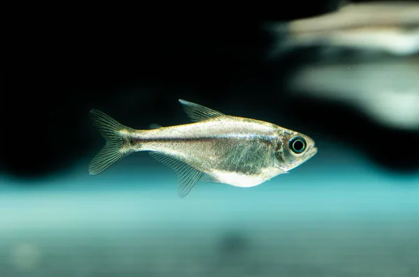 Een Closeup Van Een Zilverkleurige Vis Zwemmend Een Aquarium — Stockfoto