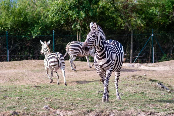 Closeup Fleet Zebras Field — Stock Photo, Image