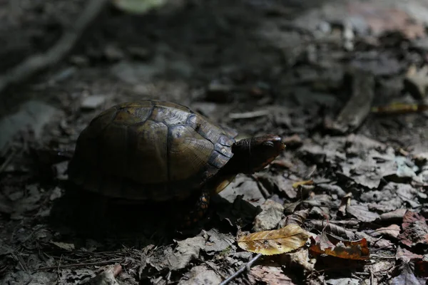 Plan Rapproché Étang Européen Terrapine Dans Forêt — Photo