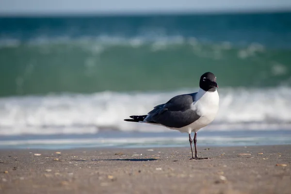 Una Gaviota Caminando Por Costa — Foto de Stock