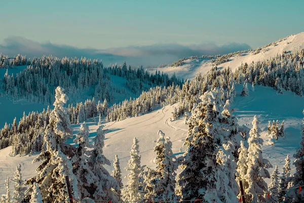 Güneşli Bir Günde Karlı Bir Dağ Ormanının Güzel Yüksek Açılı — Stok fotoğraf