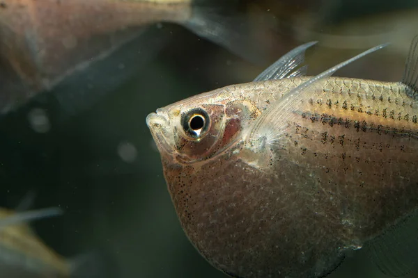 Closeup Common Hatchetfish Aquarium — Stock Photo, Image