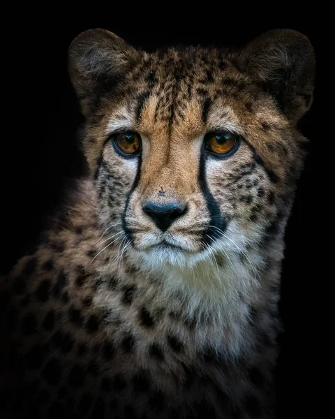 Vertical Closeup Shot Baby Cheetah Black Background — Stock Photo, Image