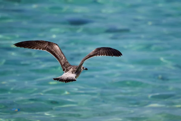 Närbild Flygande Fiskmås Ovanför Ett Turkost Hav — Stockfoto