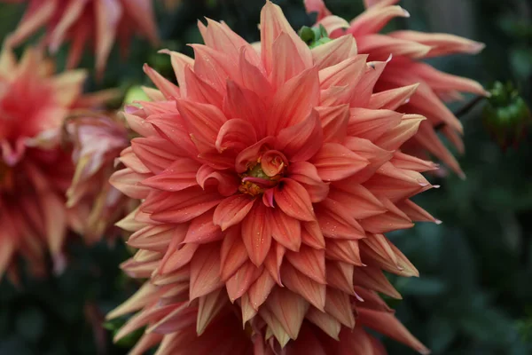 Közelkép Egy Gyönyörű Dália Virágzásáról Kertben — Stock Fotó