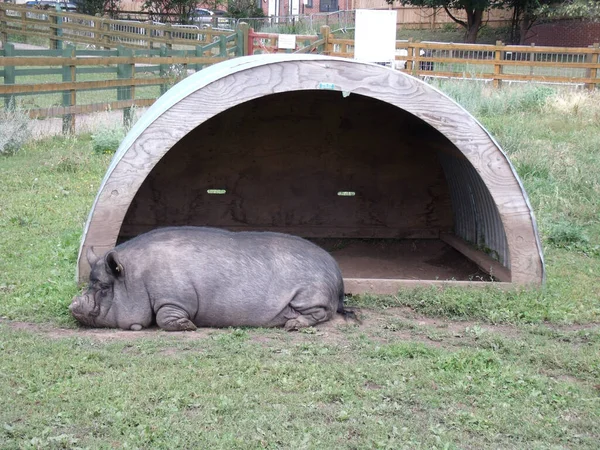 Cerdo Vientre Una Granja Ciudad — Foto de Stock