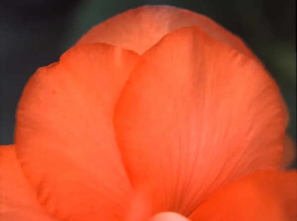 Eine Nahaufnahme Orangefarbener Blütenblätter Der Begonie Auf Verschwommenem Hintergrund — Stockfoto