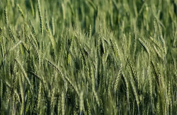 Селективный Фокус Зеленом Пшеничном Поле — стоковое фото