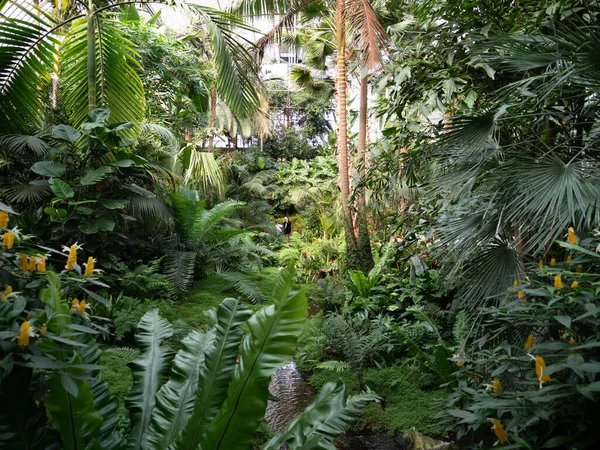 Ένας Κήπος Γεμάτος Από Διάφορα Φυτά Όπως Φοίνικες Φτέρη Taros — Φωτογραφία Αρχείου
