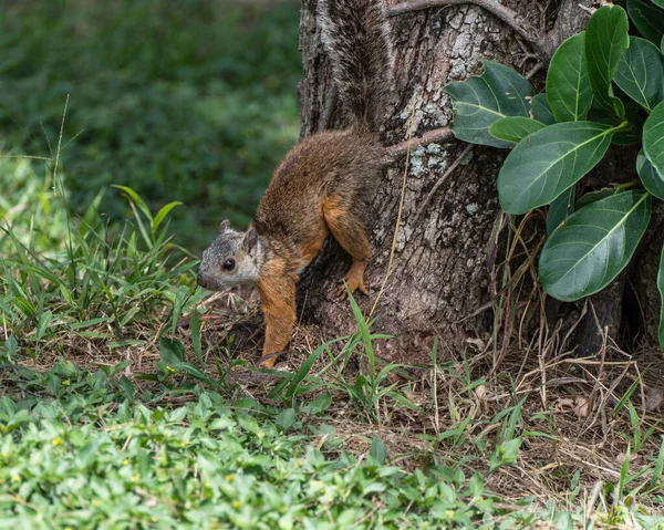 Sebuah Foto Close Dari Berbagai Tupai Rumput Hutan — Stok Foto