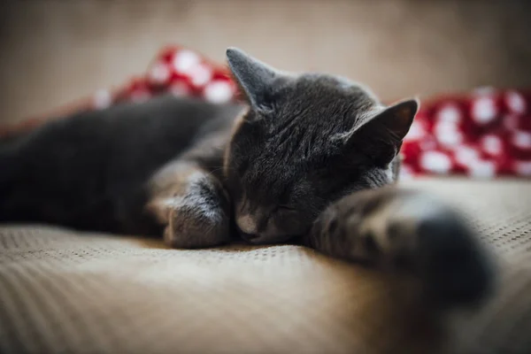 Gros Plan Beau Chat Bleu Russe Qui Dort Sur Canapé — Photo