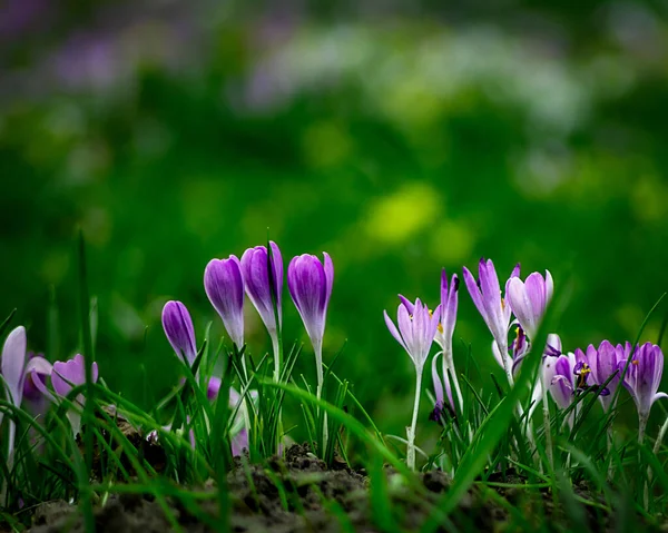 Крупный План Крокус Цветы Парке — стоковое фото