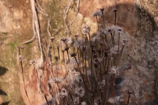 Primer Plano Flores Diente León Creciendo Junto Grandes Rocas —  Fotos de Stock