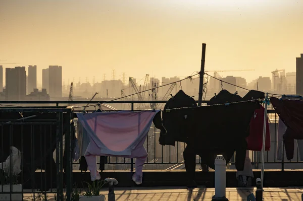 Ropa Colgada Cuerda Con Telaraña Atardecer —  Fotos de Stock