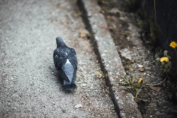 Gros Plan Pigeon Recherche Nourriture Dans Parc — Photo