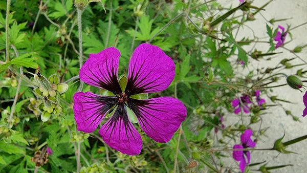 庭で成長している紫色のゼラニウムの花のクローズアップ — ストック写真