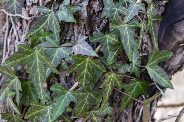 Primer Plano Hiedra Envuelto Alrededor Árbol — Foto de Stock