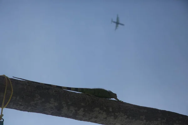Low Angle Shot Iguana Climbing Palm Tree Airplane Sky Flying — Stock Photo, Image