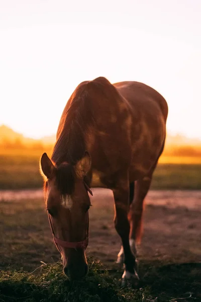 美丽的小马吃草的垂直镜头和地平线上的落日 — 图库照片