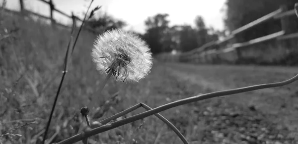 Grayscale Closeup Dandelion Trail Grass — Stock Photo, Image