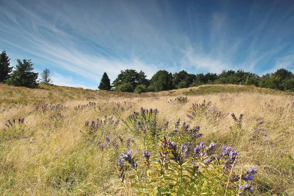 Vue Panoramique Une Prairie Aux Fleurs Violettes Entourée Une Forêt — Photo
