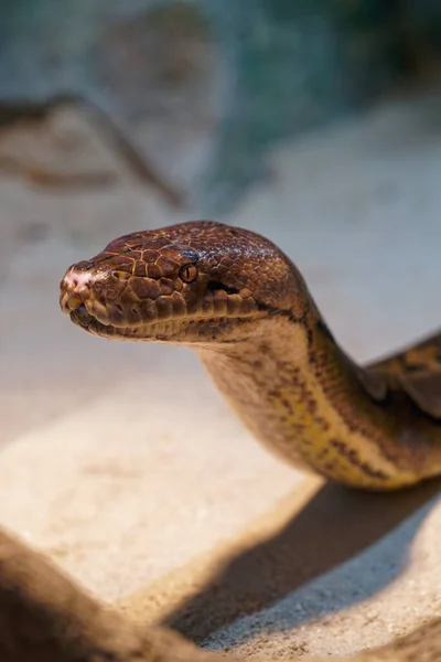 Egy Közeli Kép Egy Kígyóról Homályos Háttérrel Állatkertben — Stock Fotó