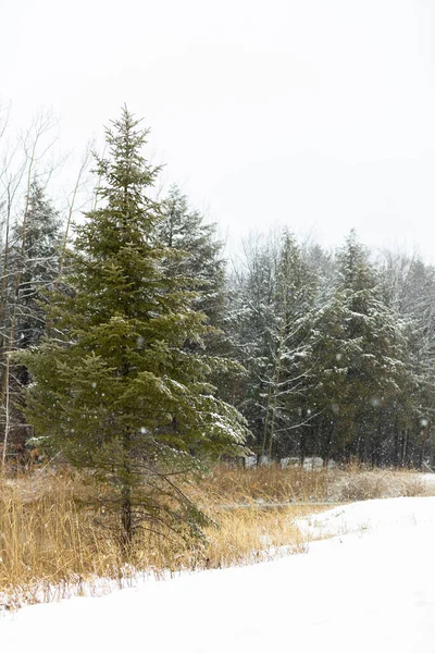 森の雪景色 — ストック写真