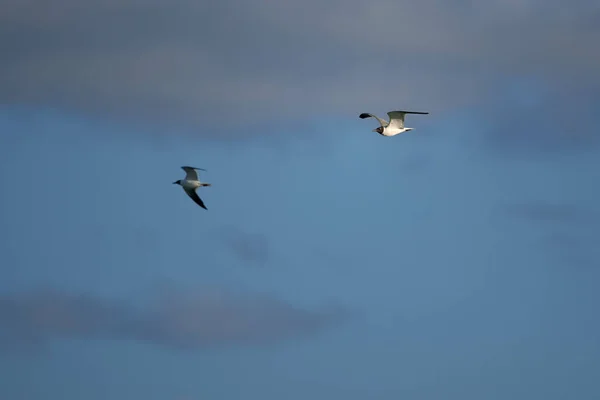 Uma Bela Vista Duas Gaivotas Pretas Brancas Voando Céu Azul — Fotografia de Stock