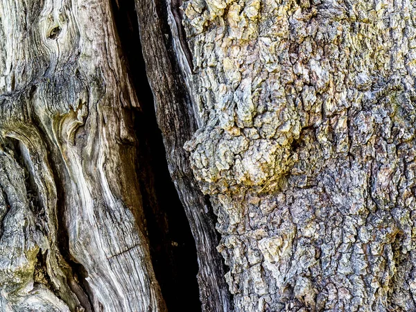 Eine Nahaufnahme Der Rindenstruktur Bei Tageslicht — Stockfoto