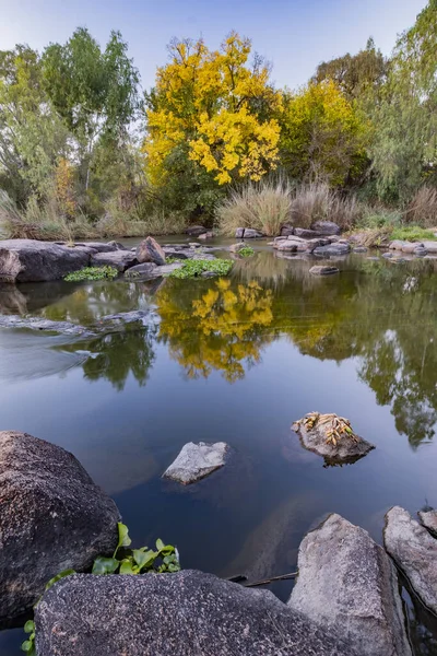 川に映る木々の垂直ショット — ストック写真