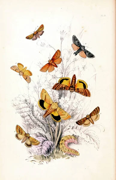 Una Ilustración Vintage Mariposas Para Una Literatura Biología — Foto de Stock