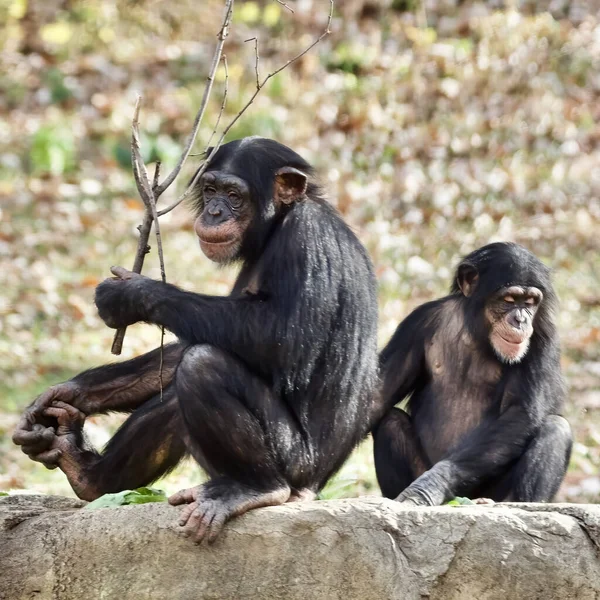Dos Monos Negros Desierto — Foto de Stock