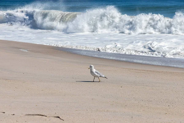 Una Pequeña Gaviota Caminando Por Playa Con Las Olas Golpeando — Foto de Stock