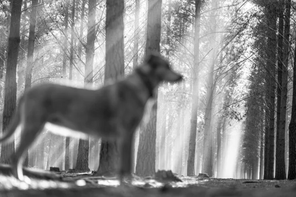 Shallow Focus Low Angle View Leafless Trees Sunlight Dog Standing — Stock Photo, Image