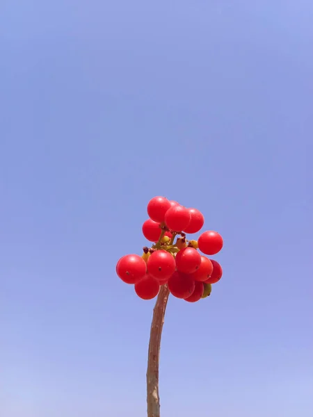 Mavi Gökyüzüne Karşı Viburnum Böğürtlenlerinin Dikey Yakın Çekimi — Stok fotoğraf