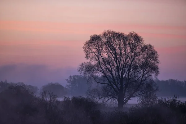 Pôr Sol Roxo Rosa Brilhante Campo Com Silhuetas Árvores Grama — Fotografia de Stock