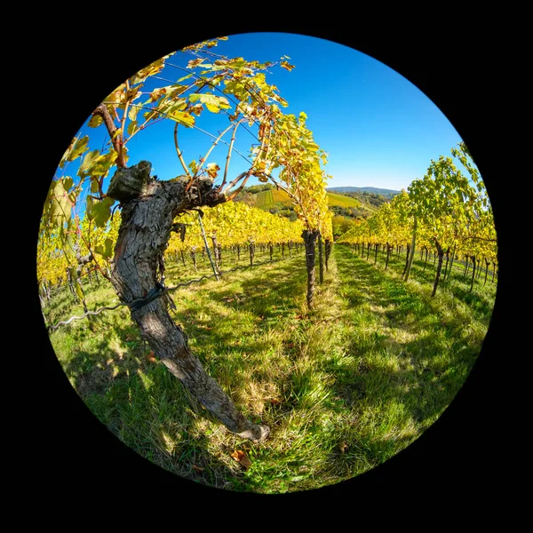 Old Gnarled Vine Vineyard Landscape Fish Eye Lens — Stock Photo, Image