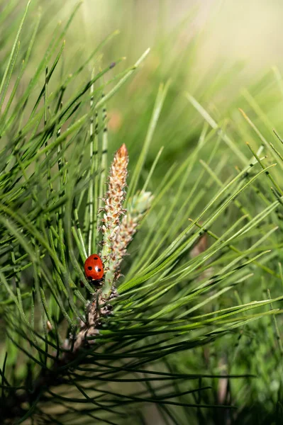 Kumbang Kecil Yang Lucu Cabang Pinus Maritim Bawah Sinar Matahari — Stok Foto