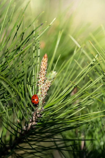 Small Cute Little Ladybug Maritime Pine Branch Sunlight — Stock Photo, Image