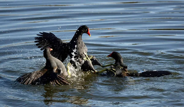 Três Âncoras Comuns Que Lutam Lago Essex Reino Unido — Fotografia de Stock