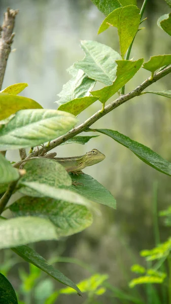 Vertical Shot Lizard Green Leaf — Stock Fotó