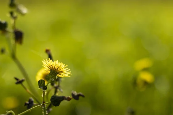 Een Closeup Van Een Gele Paardebloem Bloemen Een Veld — Stockfoto