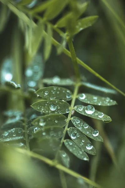 Algunas Gotas Lluvia Plantas Verdes Frescas — Foto de Stock