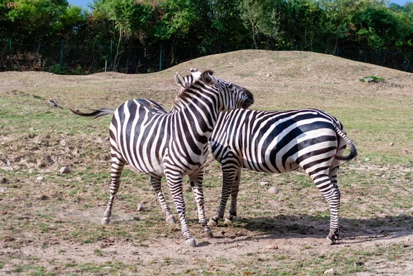 Eine Nahaufnahme Von Zebras Auf Dem Feld — Stockfoto