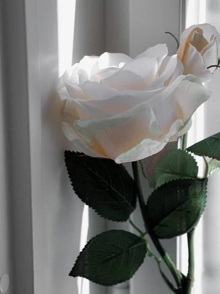 A closeup of a white rose in a room