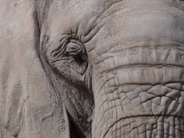 Yazın safaride büyük gri bir fil kafası.
